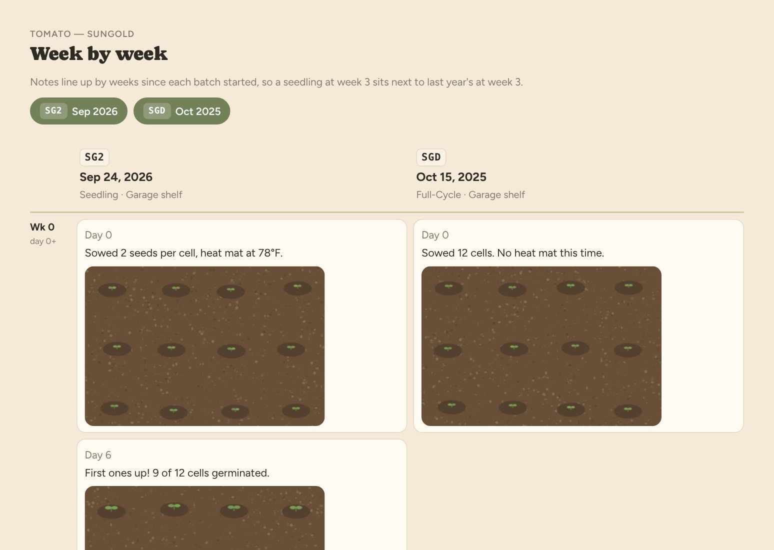 Week-by-week view: Sungold tomatoes started Sep 2026 beside the batch from Oct 2025, with notes and photos aligned by week since sowing.
